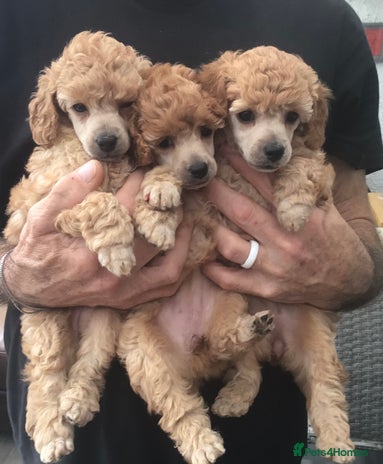 Toy Poodle dogs - Advert 12