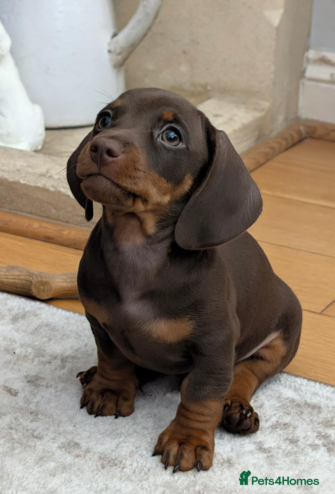 Miniature Dachshund dogs 🌟💙CHOCOLATE & TAN MINIATURE DACHSHUND MALE💙🌟 - Advert 7