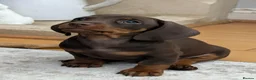 Miniature Dachshund dogs for sale: 🌟💙CHOCOLATE & TAN MINIATURE DACHSHUND MALE💙🌟 - Advert 1