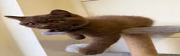 British Shorthair cats for sale: Chocolate Brown BSH male for sale  - Advert 1