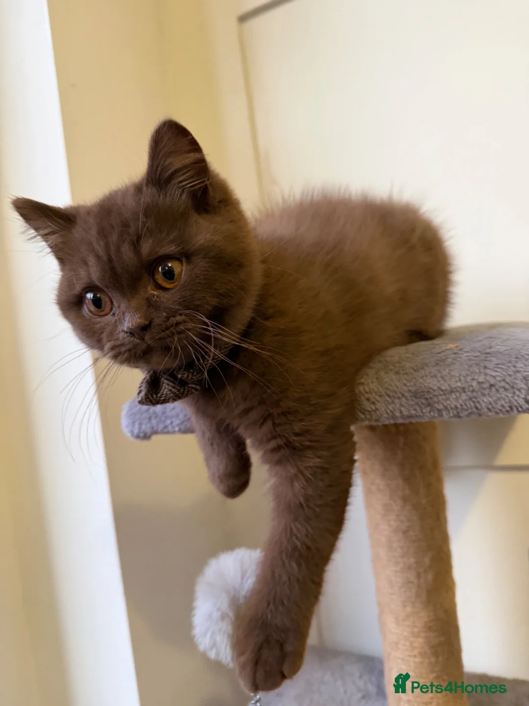 British Shorthair cats for sale: Chocolate Brown BSH male for sale  - Advert 1