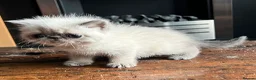 Exotic cats for sale: Last Remaining  Exotic Shorthair Kitten - Advert 33