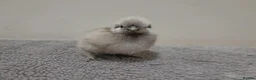 Chickens poultry for sale: 6 x Silkie Bantam Hatching Eggs - Advert 7