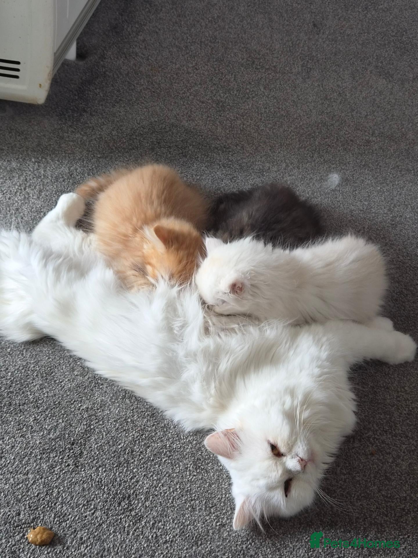 Persian cats Full pedigree persian Chinchilla  - Advert 1