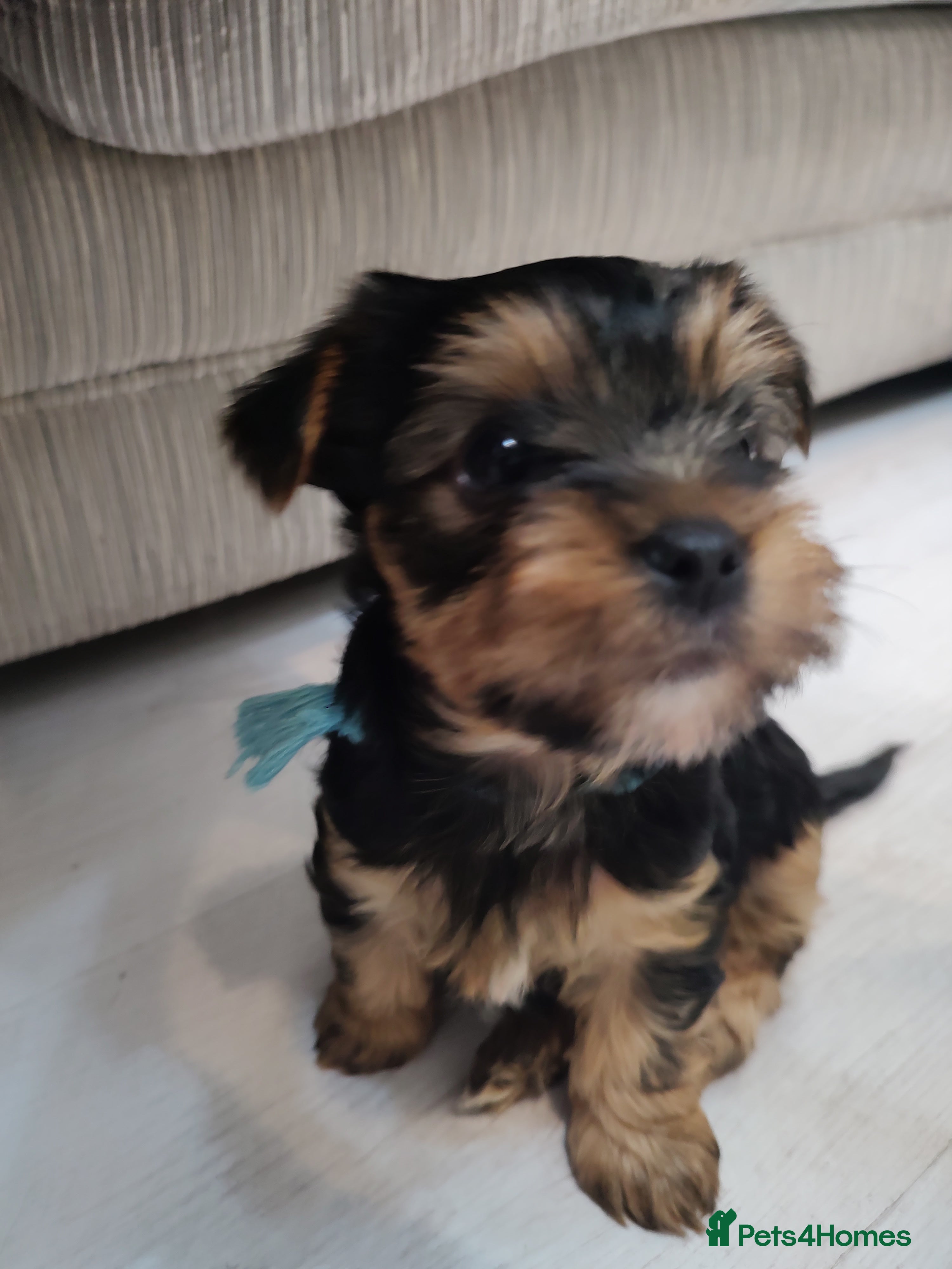Yorkshire Terrier dogs Adorable Mini Yorkshire Terrier Puppies - Advert 5