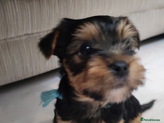 Yorkshire Terrier dogs Adorable Mini Yorkshire Terrier Puppies - Advert 5