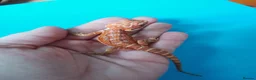 Bearded Dragon reptiles for sale: Bearded dragon  in Ashford - Advert 6
