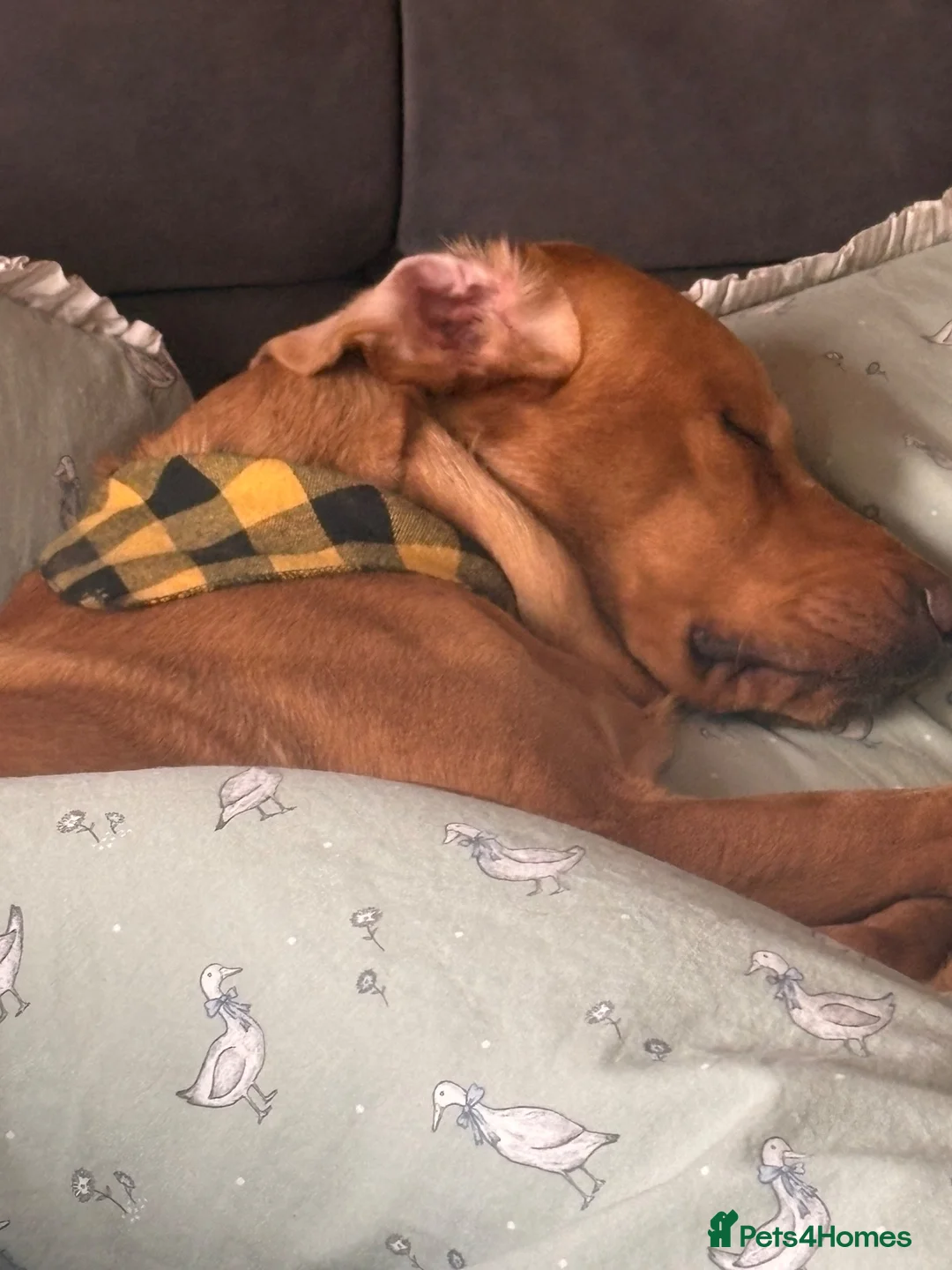 Labrador Retriever dogs for sale: 2.5 year old fox red lab.  in Leicester - Advert 14