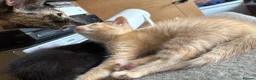 Ragdoll cats for sale: Six half ragdoll kittens, four black, two ginger - Advert 15