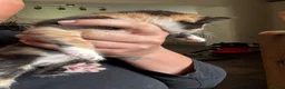 Mixed Breed cats for sale: Stunning Kittens - Advert 7
