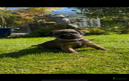 Border Terrier dogs for sale: Border Terrier KC Reg puppies - Image 7