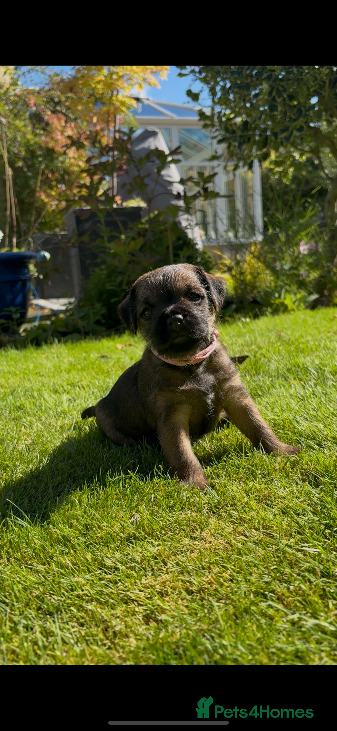 Border Terrier dogs for sale: Border Terrier KC Reg puppies - Image 7