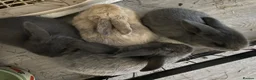 Mini Lop rabbits for sale: Beautiful mini lops  in Stockton-on-Tees - Advert 7