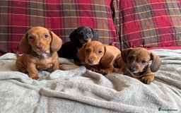 Miniature Dachshund dogs for sale: Miniature Dachshund Puppies  - Image 1
