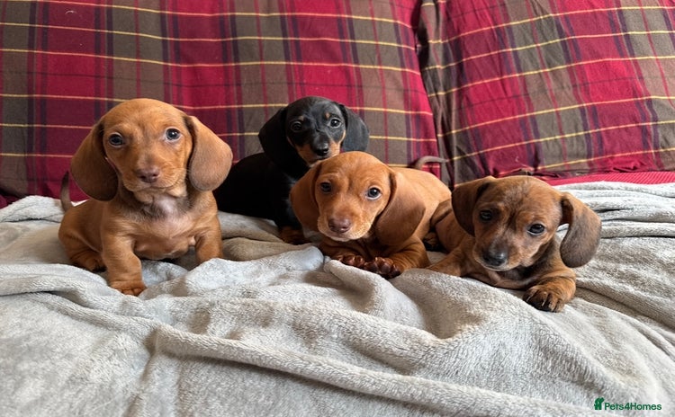 Miniature Dachshund dogs - Advert 1