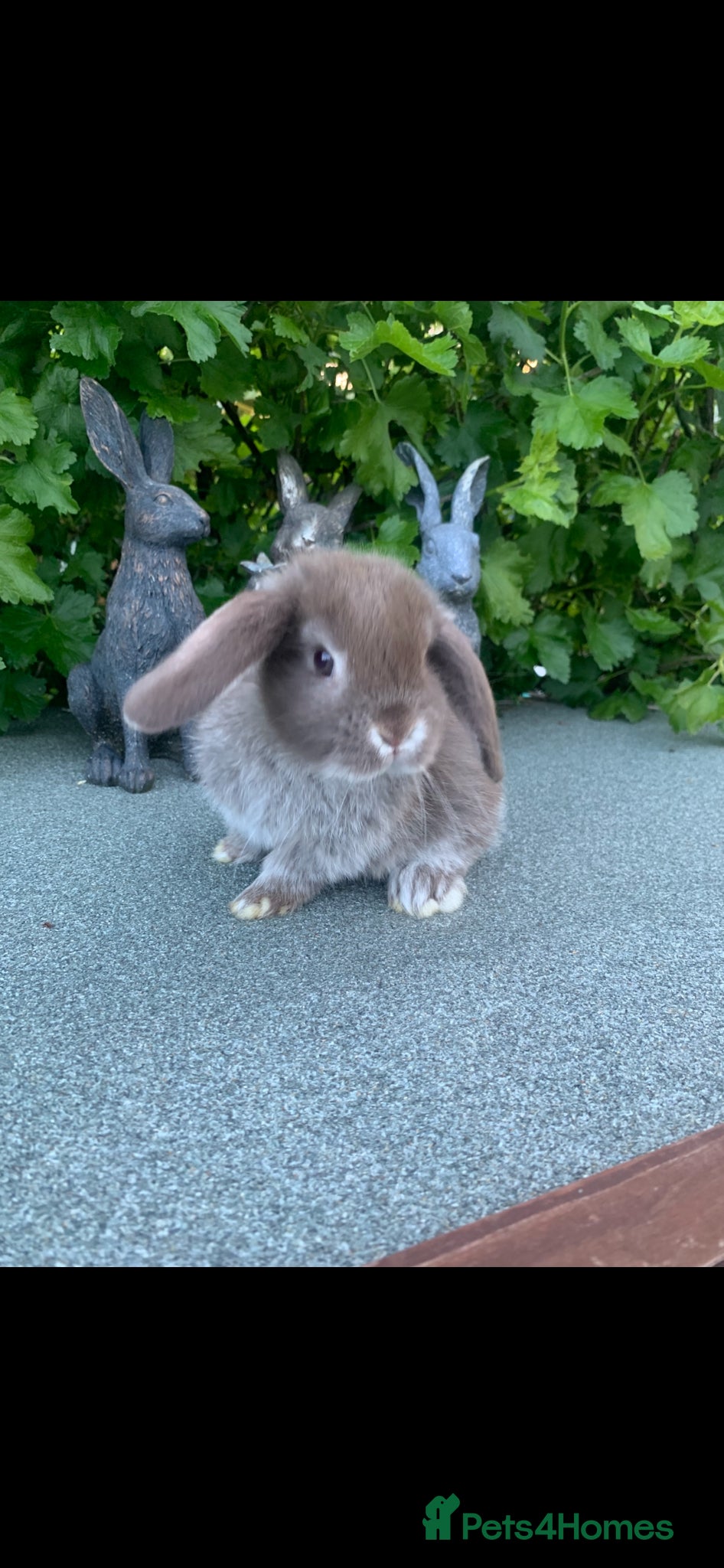 Mini Lop rabbits Baby Mini Lop Eared Rabbit-8 weeks old-R/T/L  Now. - Advert 1
