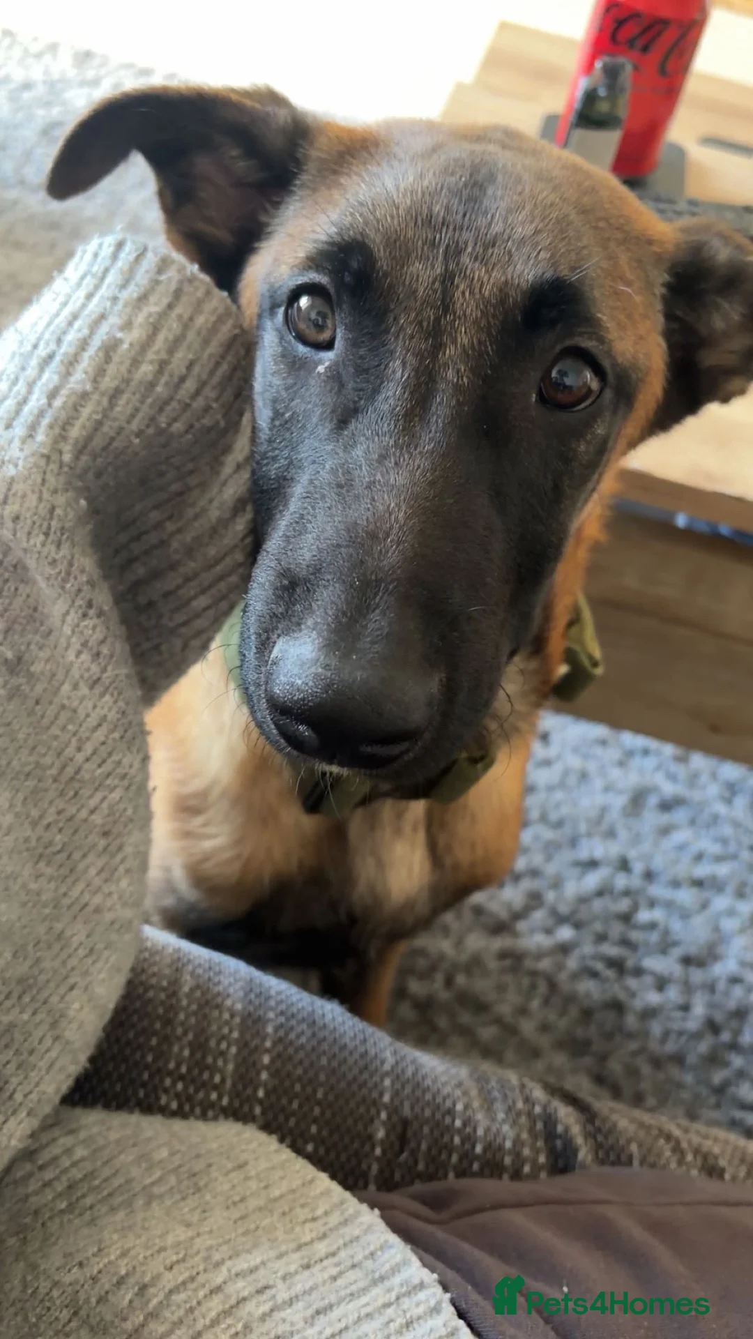Belgian Shepherd Dog dogs for sale: Odin  - Advert 3