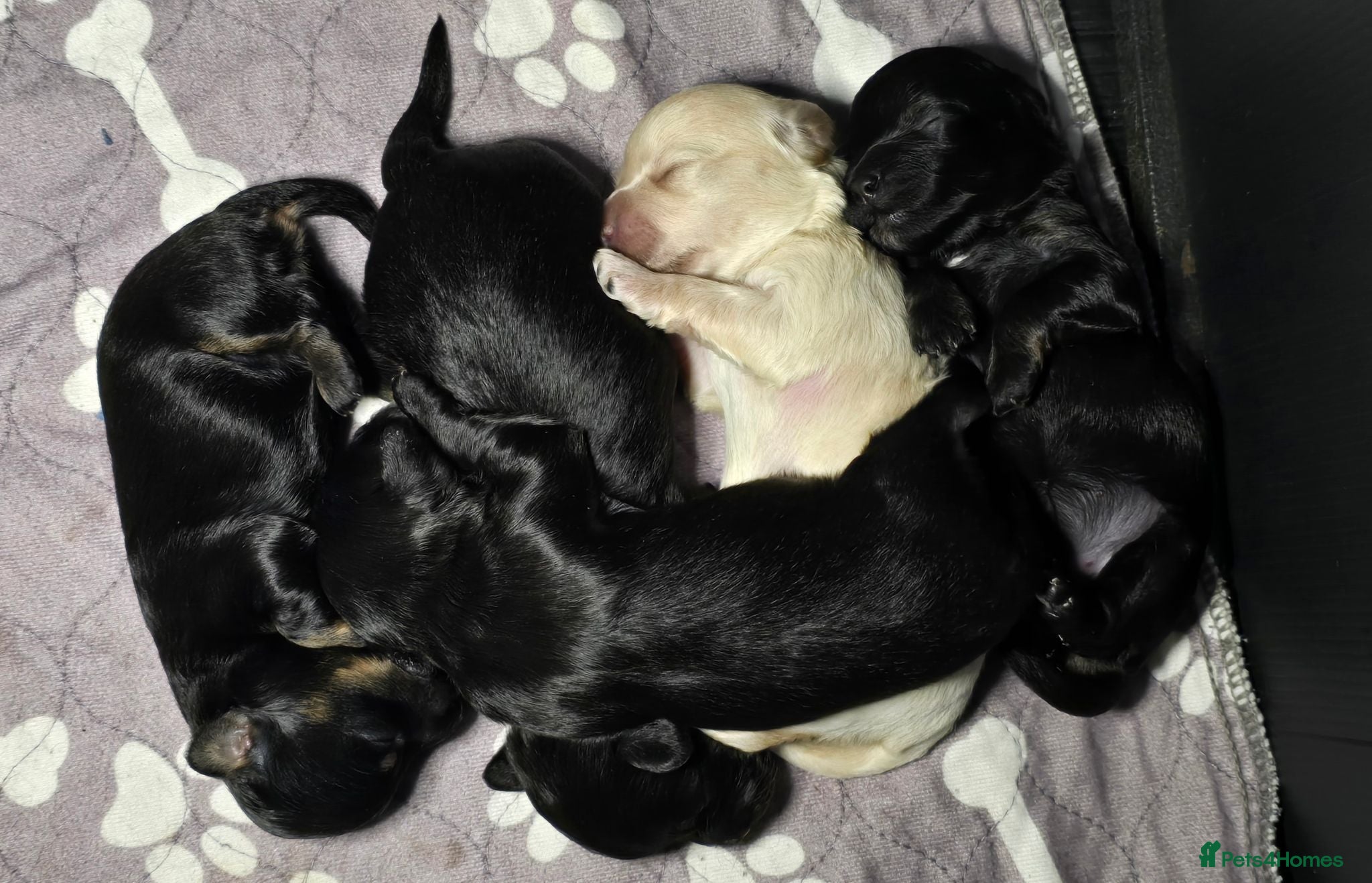 Toy Poodle dogs Rare tri colour MALTIPOO Exquisite 5⭐️licensed - Advert 2