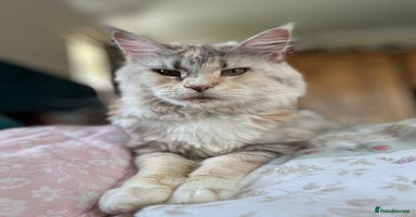 Maine Coon cats in Tring - Advert 2