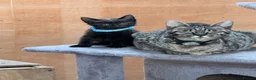 Savannah cats for sale: Savanna x British blue - Advert 1