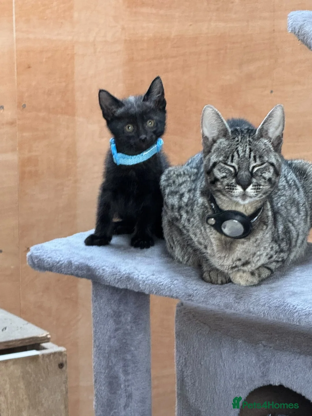Savannah cats for sale: Savanna x British blue - Advert 1
