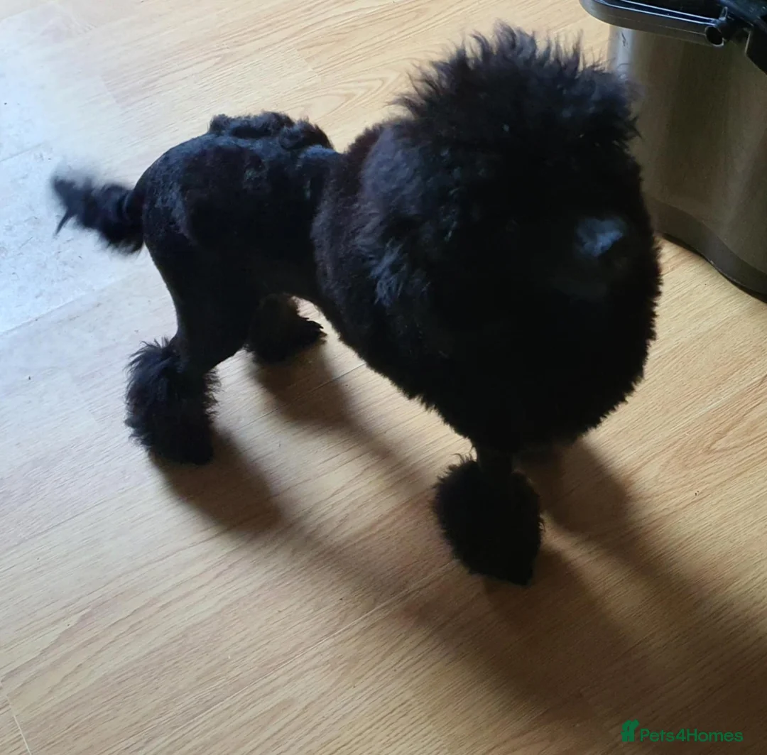 Toy Poodle dogs for sale: KC Toy Poodle Black Boy For Sale - Advert 2