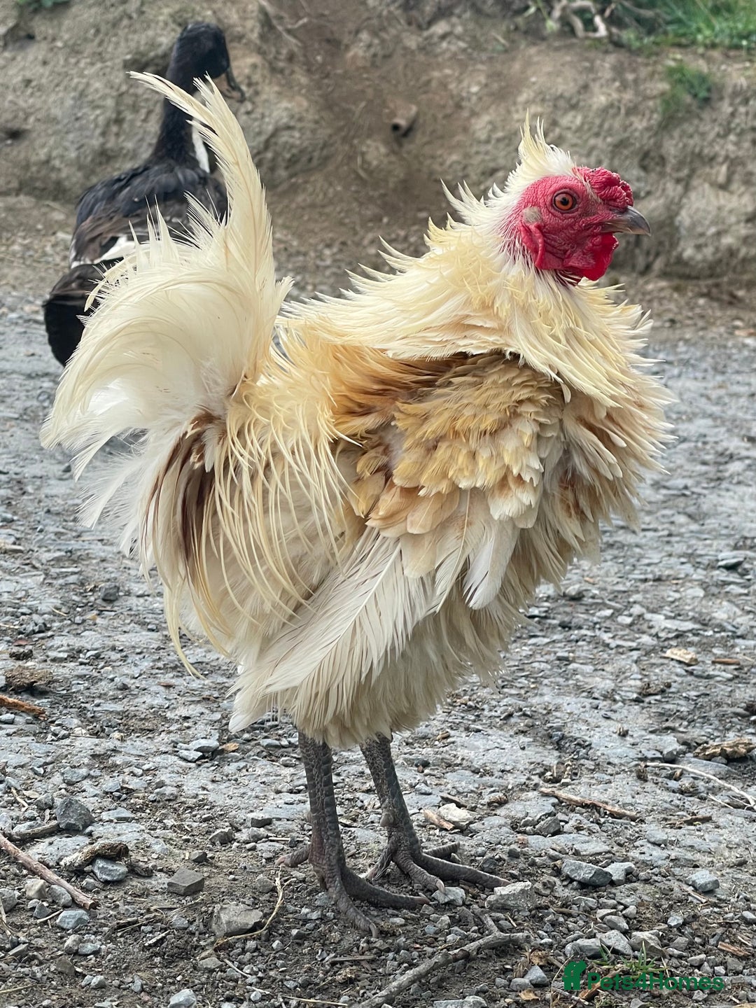 Chickens poultry for sale: Frizzle Rooster - Image 4