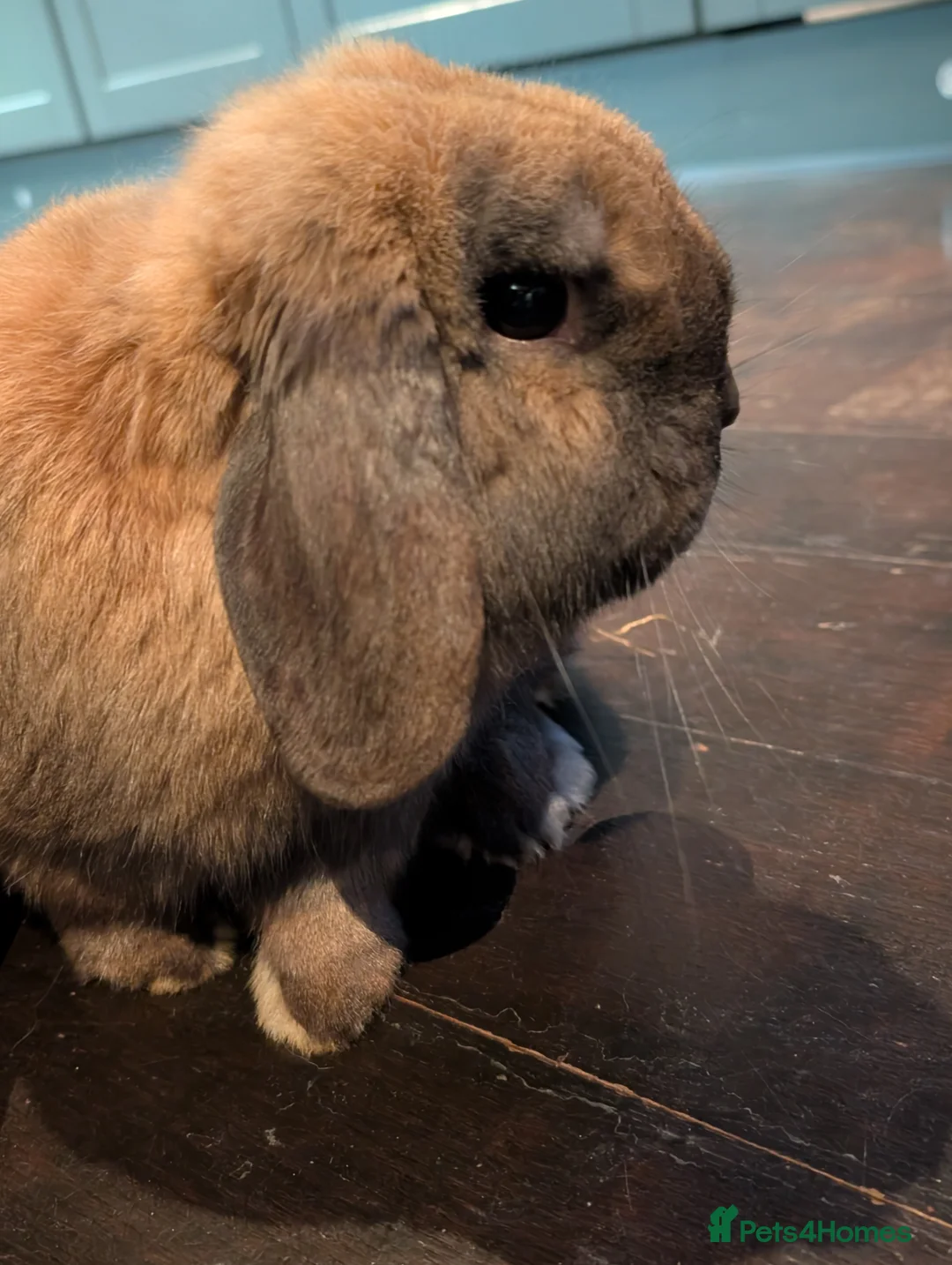 Mixed Breed rabbits for sale: Rabbits - Advert 1