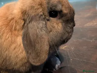 Mixed Breed rabbits Rabbits - Advert 1