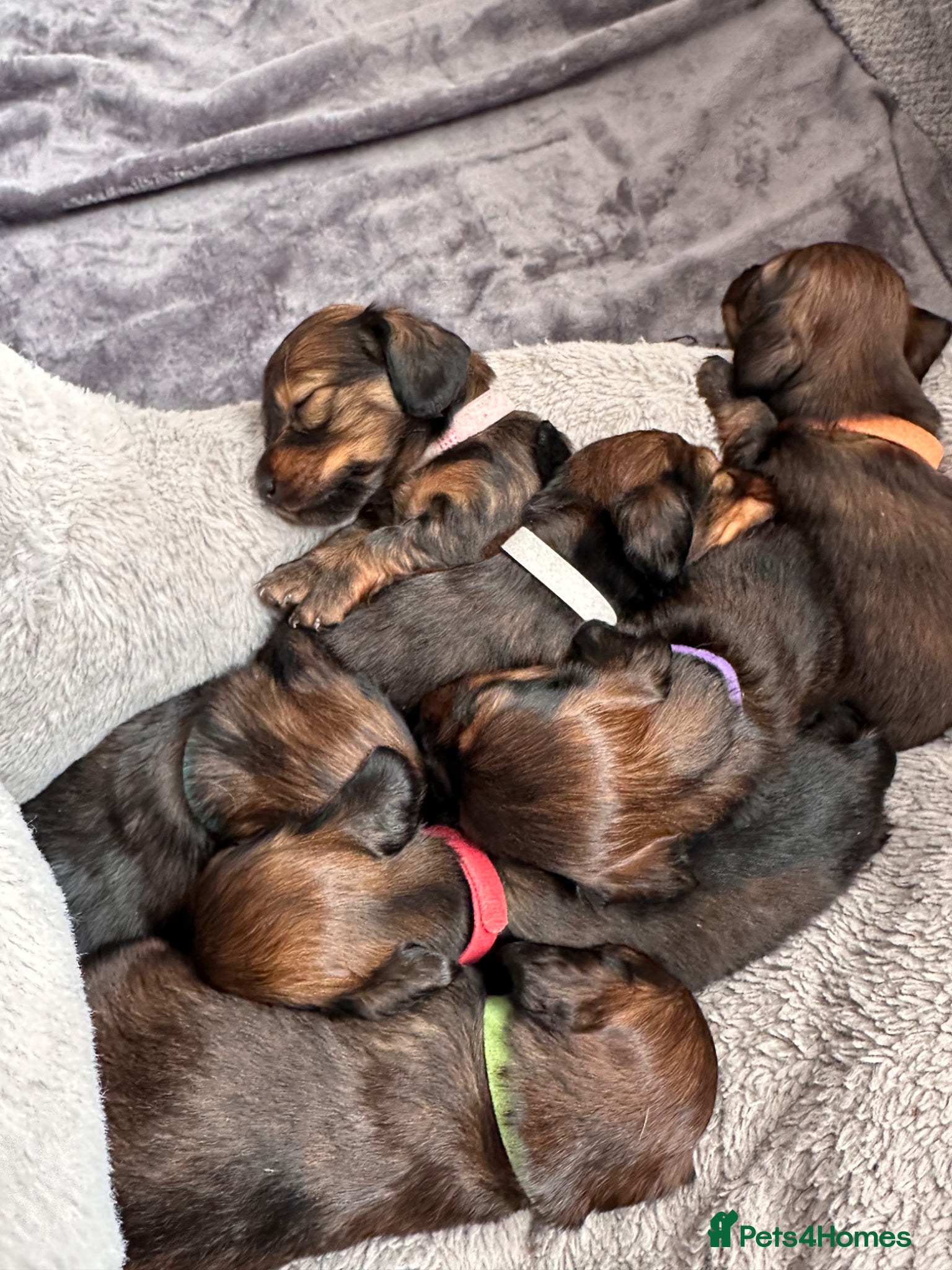 Miniature Dachshund dogs Beautiful Shaded Red Dachshund Puppies for Sale 🐶 - Advert 3
