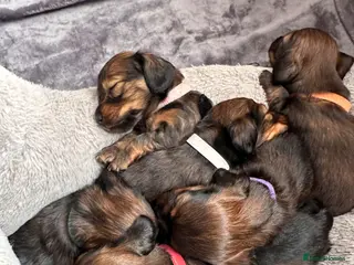 Miniature Dachshund dogs Beautiful Shaded Red Dachshund Puppies for Sale 🐶 - Advert 4