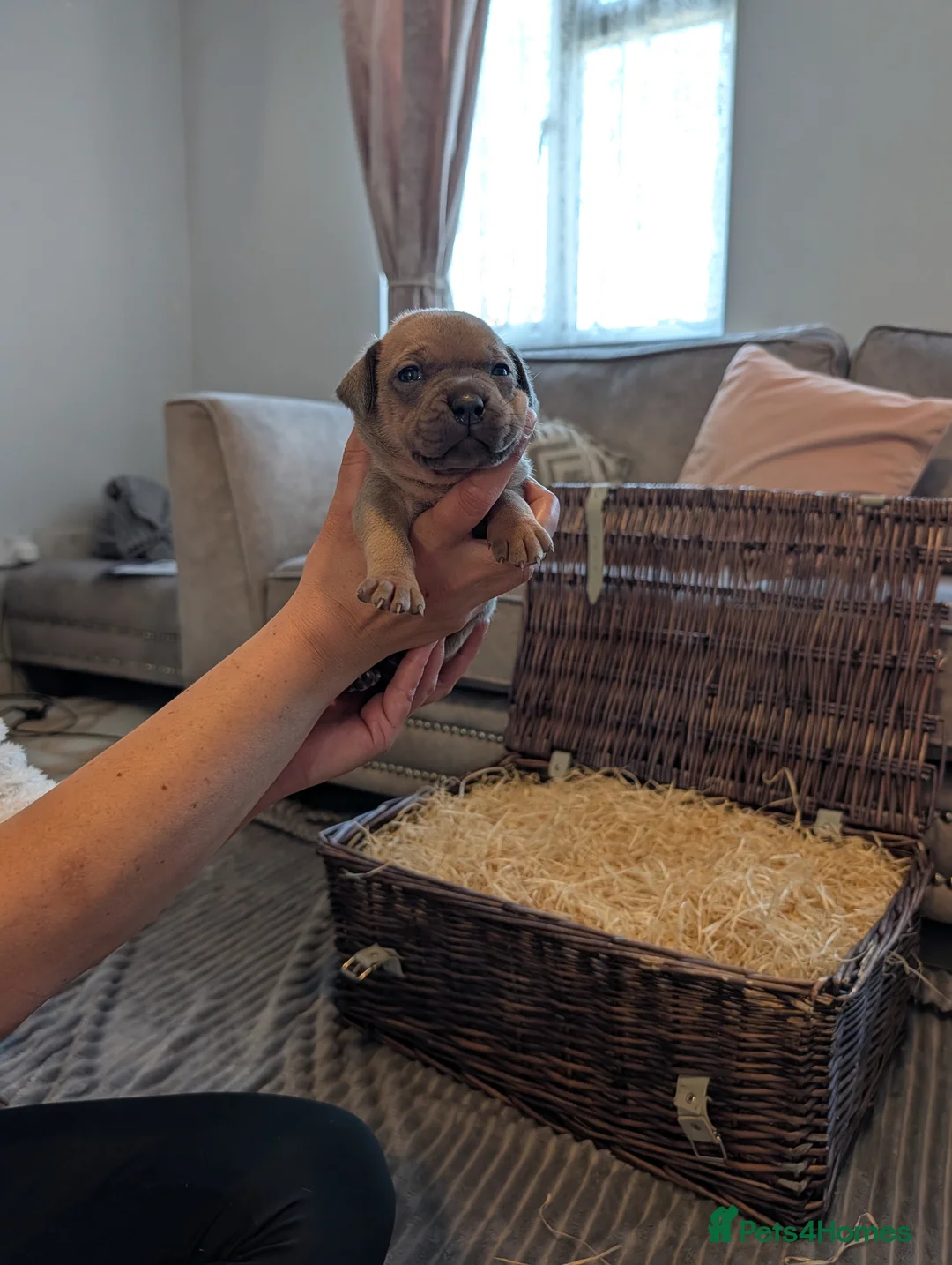Staffordshire Bull Terrier dogs for sale: Blue Staffordshire Bull terriers staffy - Advert 11