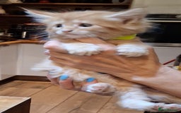 Maine Coon cats for sale: I have Beautiful healthy maicoon XL  - Image 4