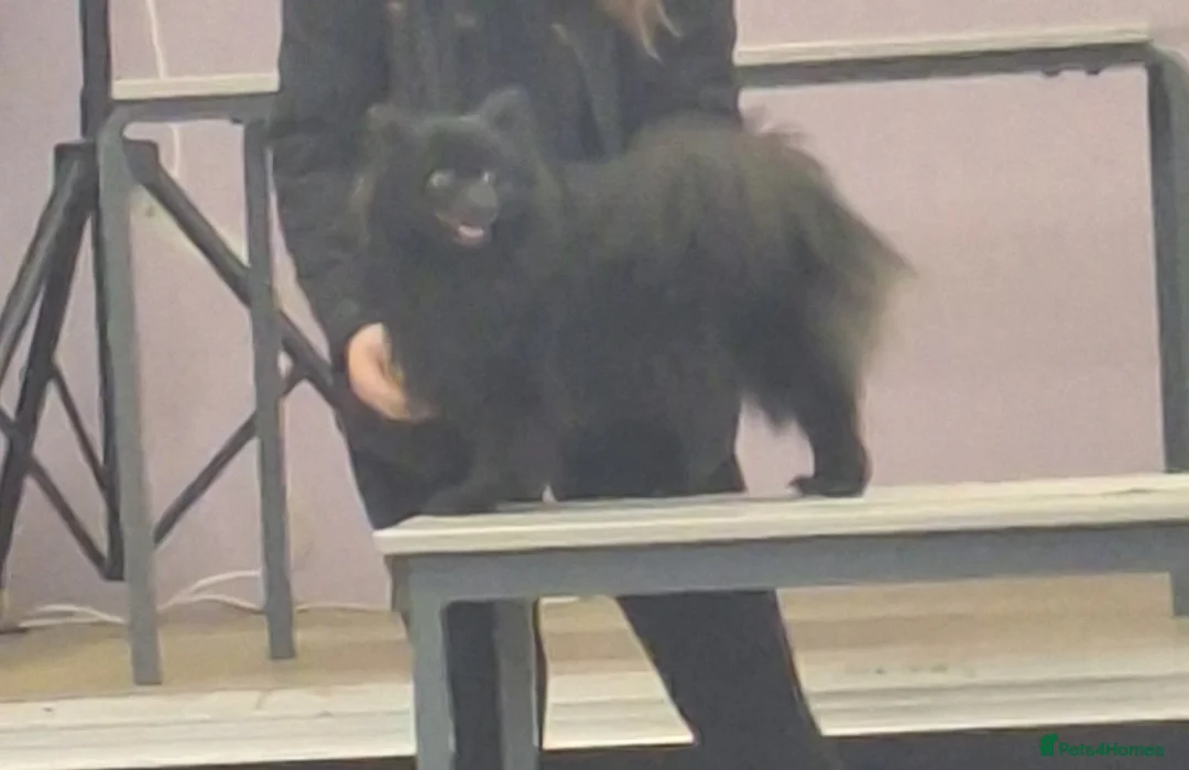 Pomeranian dogs for sale: Tiny Pomeranian Pups - Advert 4