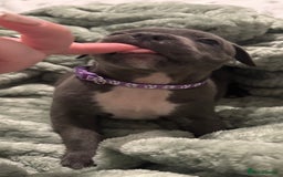 Staffordshire Bull Terrier dogs for sale: Stunning KC Blue Staffordshire Bull Terrier Pups - Image 21