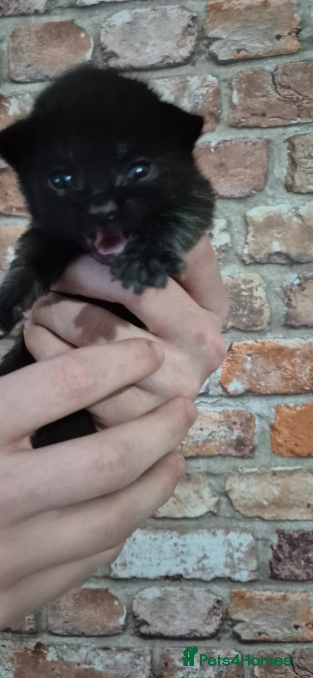 British Shorthair cats for sale: Kittens for sale in Tamworth - Advert 6
