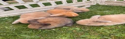 Mini Lop rabbits for sale: Beautiful Mini Lop baby rabbits - Advert 7
