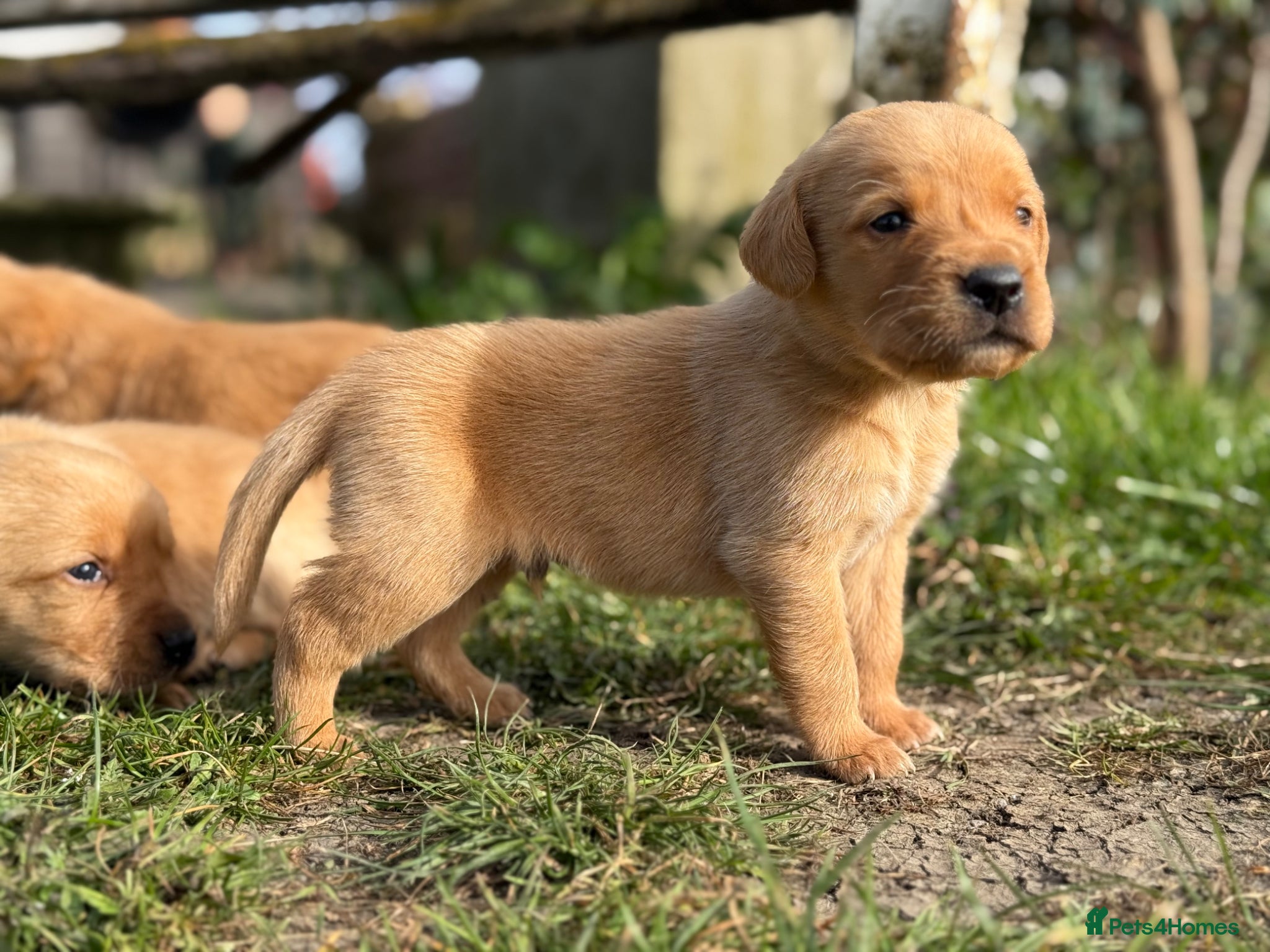 Goldador dogs Beautiful Deep Red Goldadors DNA Clear - Advert 2