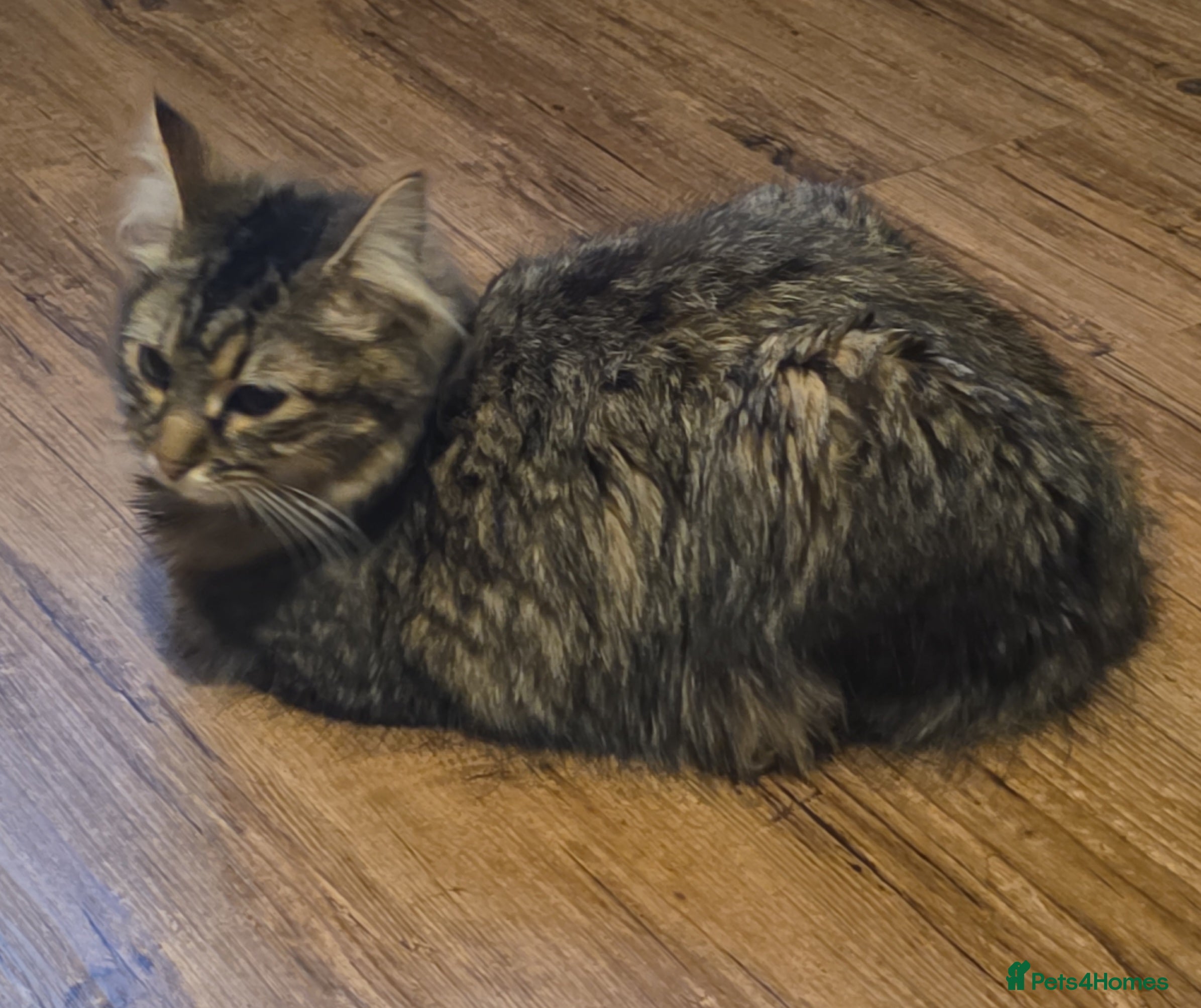 Mixed Breed cats Male and female - Advert 1