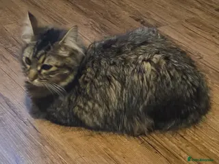 Mixed Breed cats Male and female - Advert 1