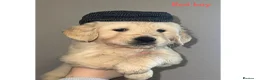 Golden Retriever dogs for sale: Beautiful Golden retriever Pups Showline KC Reg - Advert 7