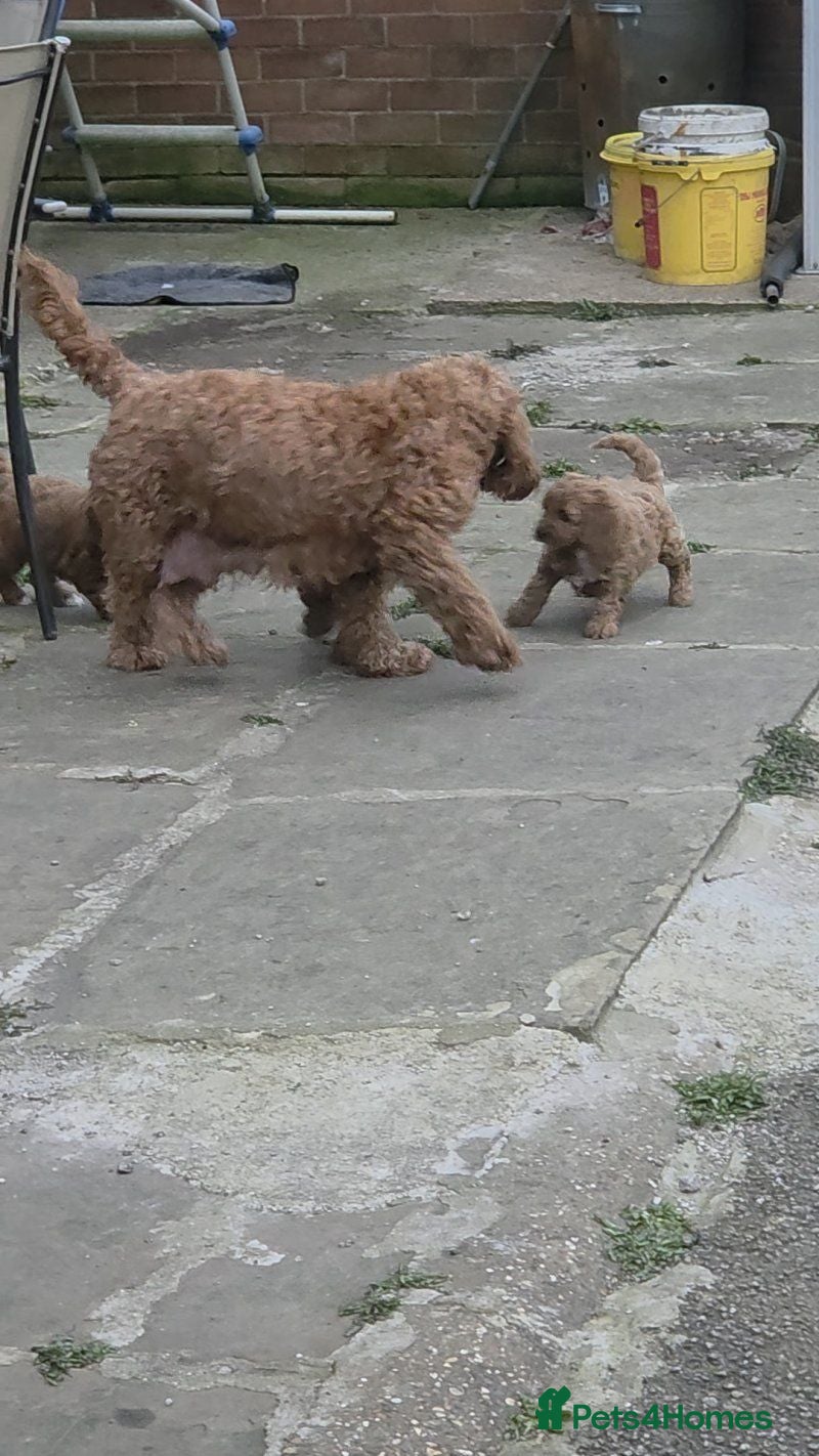 Cavapoo dogs Gorgeous Female Cavapoo Puppy - Advert 1