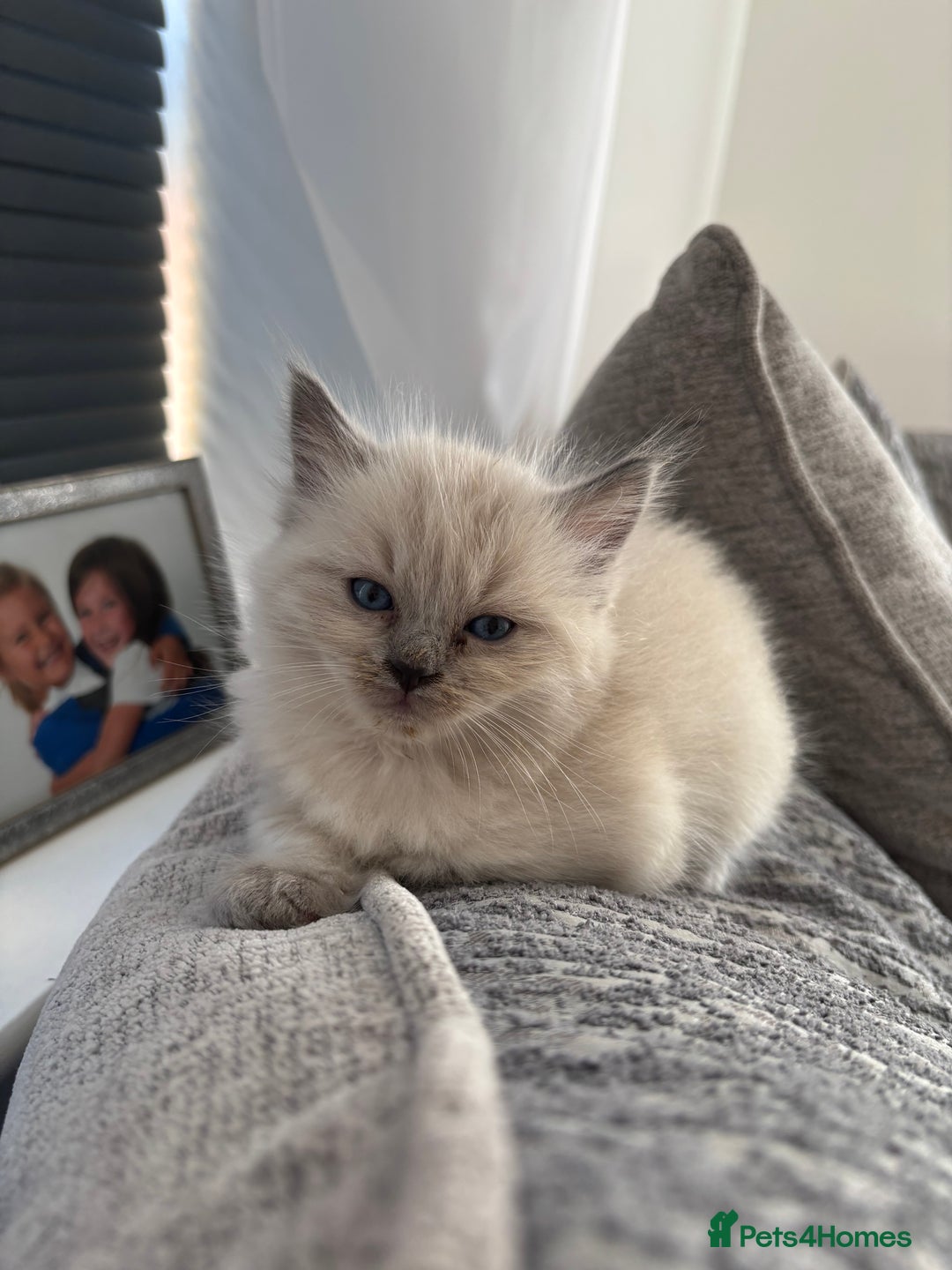 Ragdoll cats for sale: READY TO LEAVE Purebred ragdolls - Image 29