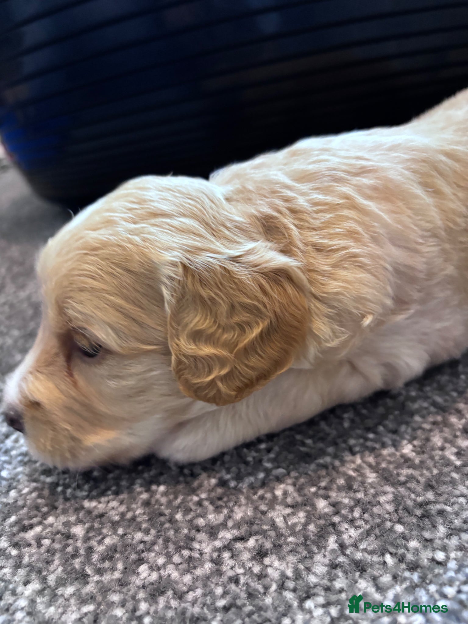 Cockapoo Puppy 1