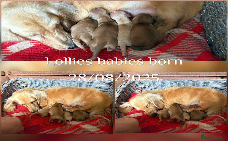 Miniature Dachshund dogs - Advert 5