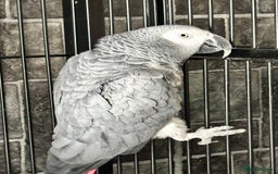 Parrots birds for sale: 2 x African greys  - Image 1