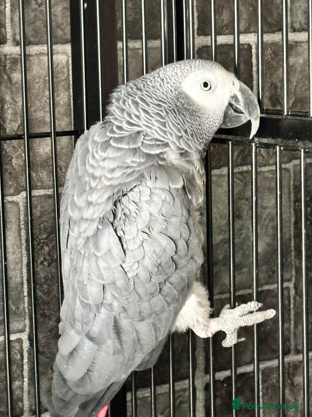 Parrots birds for sale: 2 x African greys  - Image 1