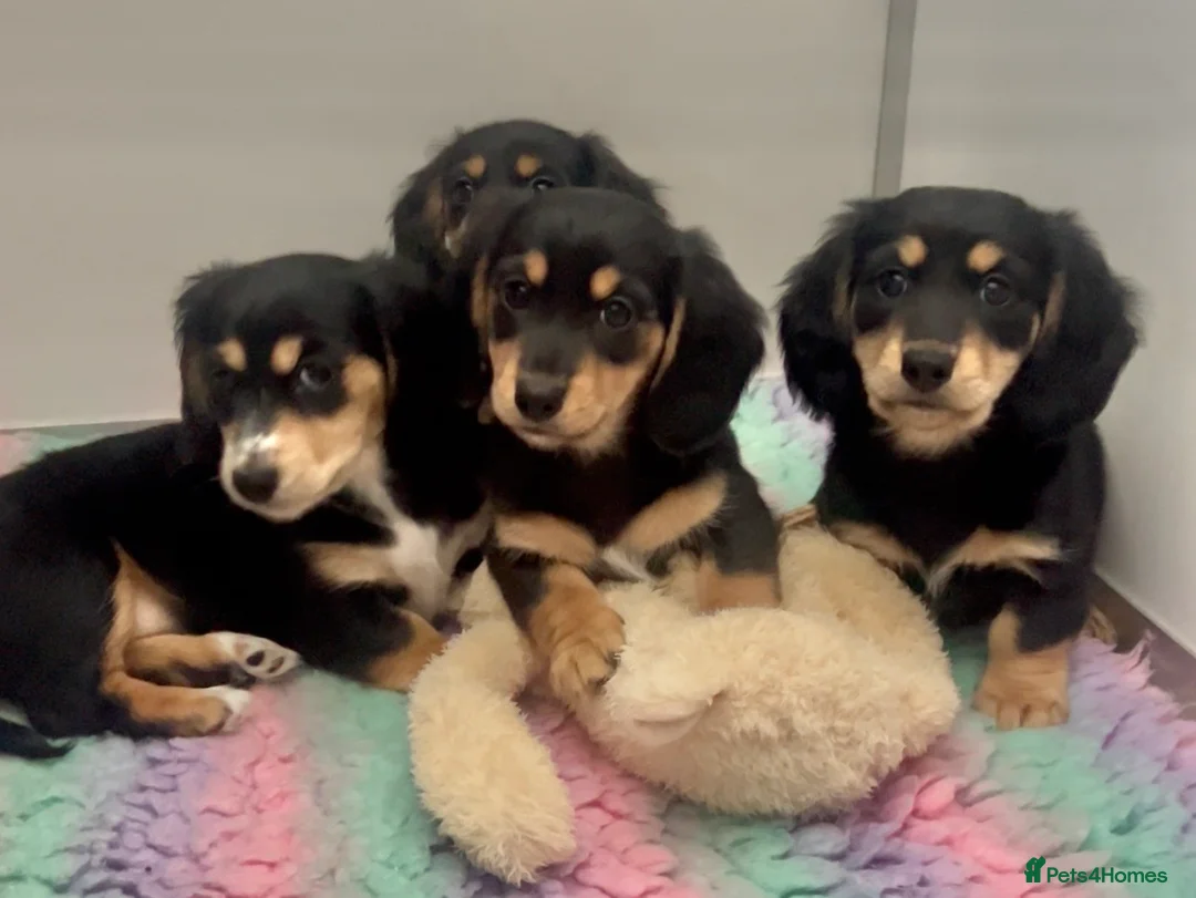Miniature Dachshund dogs for sale: KC Reg, Super fat feet, Nora Batty legged puppies  - Advert 1