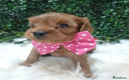 Cavapoo dogs for sale: Gorgeous red toy cavapoos  - Advert 5