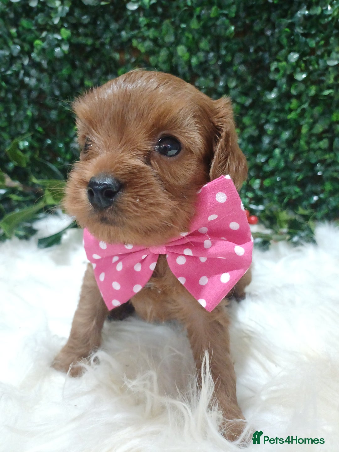 Cavapoo dogs for sale: Gorgeous red toy cavapoos  - Advert 5